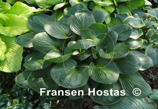 Hosta Cup of Grace